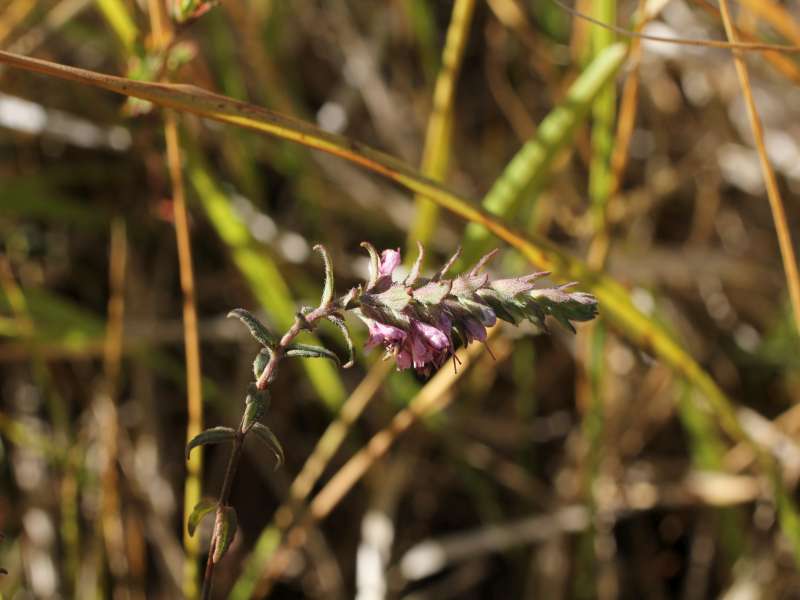 Calabria - Odontites vulgaris